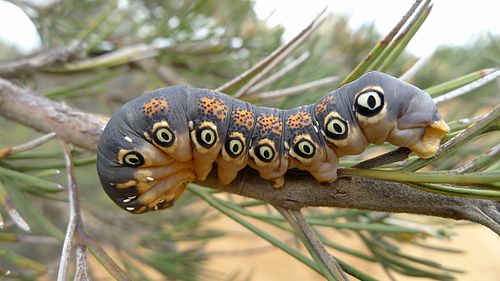 Dryandra moth